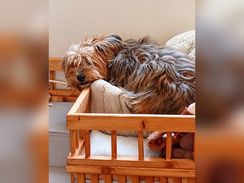 AMBAR ❤️ Yorkie Mix Hündin