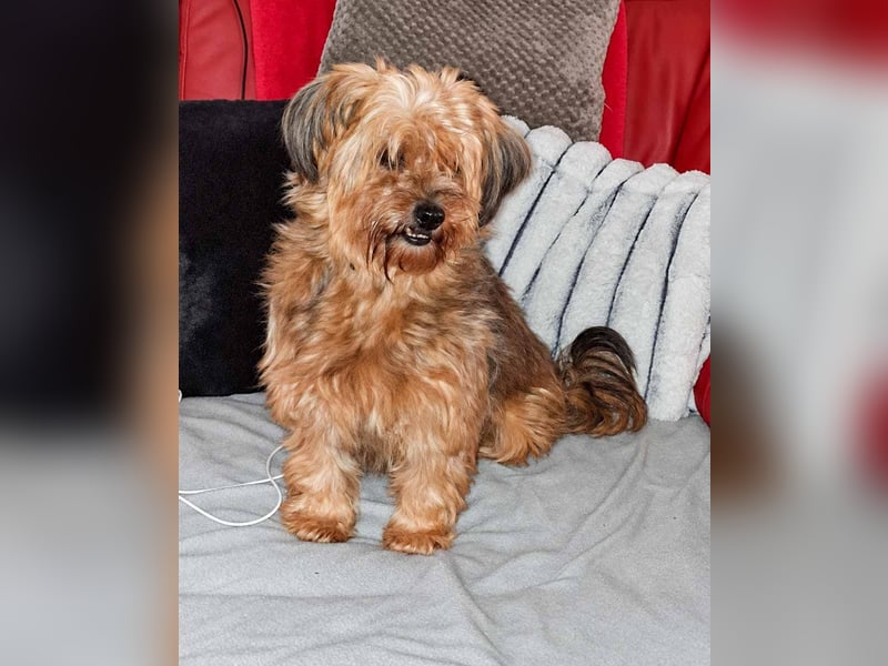 AMBAR ❤️ Yorkie Mix Hündin