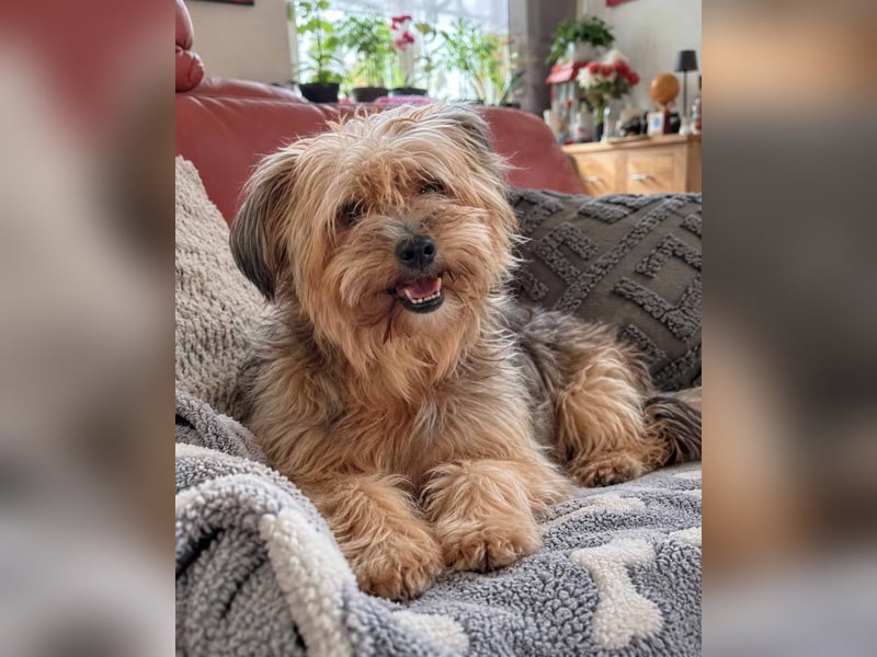 AMBAR ❤️ Yorkie Mix Hündin