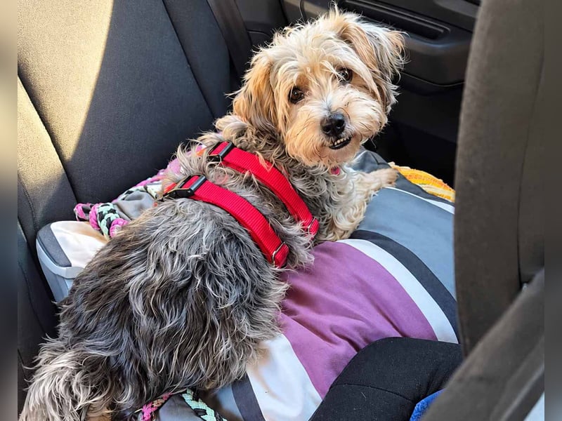 JADE ❤️ Yorkie Mix Hündin
