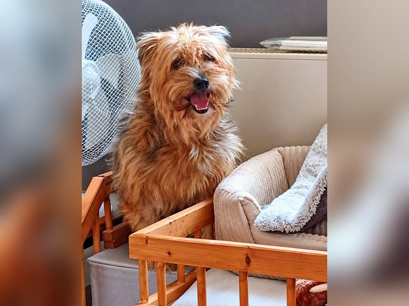 AMBAR ❤️ Yorkie Mix Hündin