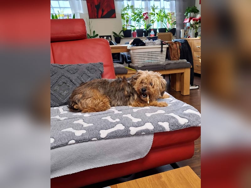 AMBAR ❤️ Yorkie Mix Hündin