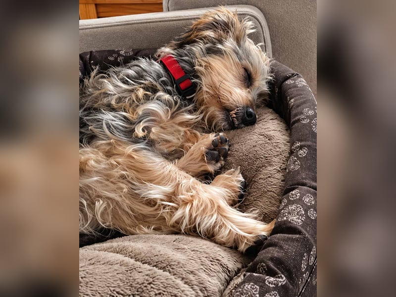 JADE ❤️ Yorkie Mix Hündin