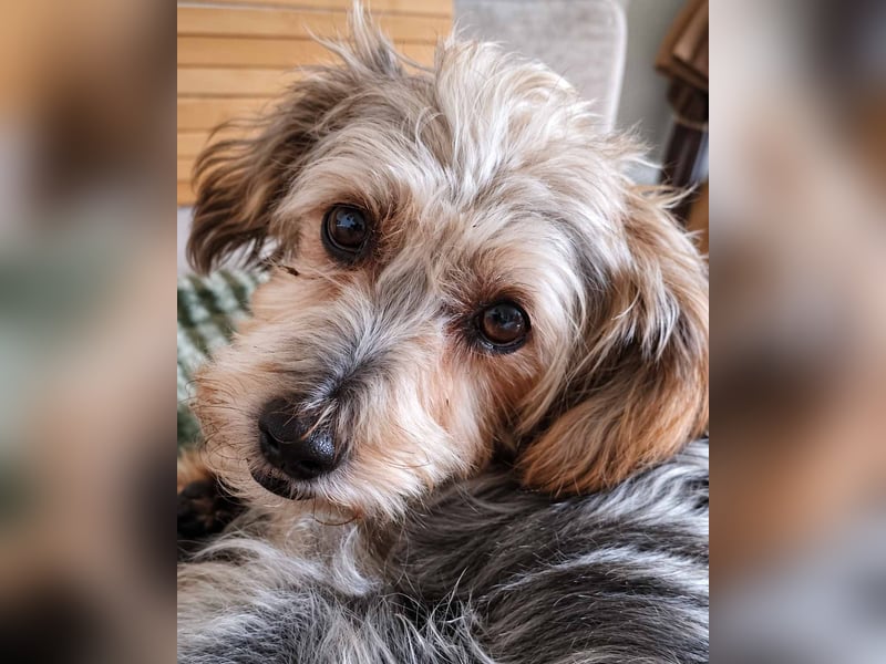 JADE ❤️ Yorkie Mix Hündin