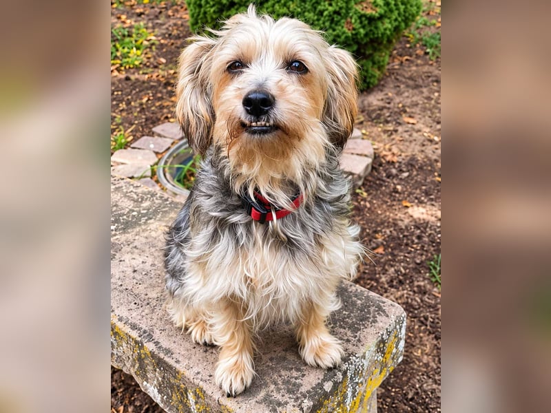 JADE ❤️ Yorkie Mix Hündin