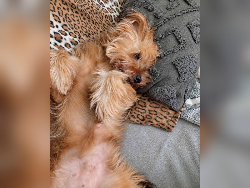 AMBAR ❤️ Yorkie Mix Hündin