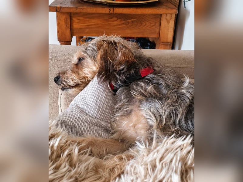 JADE ❤️ Yorkie Mix Hündin
