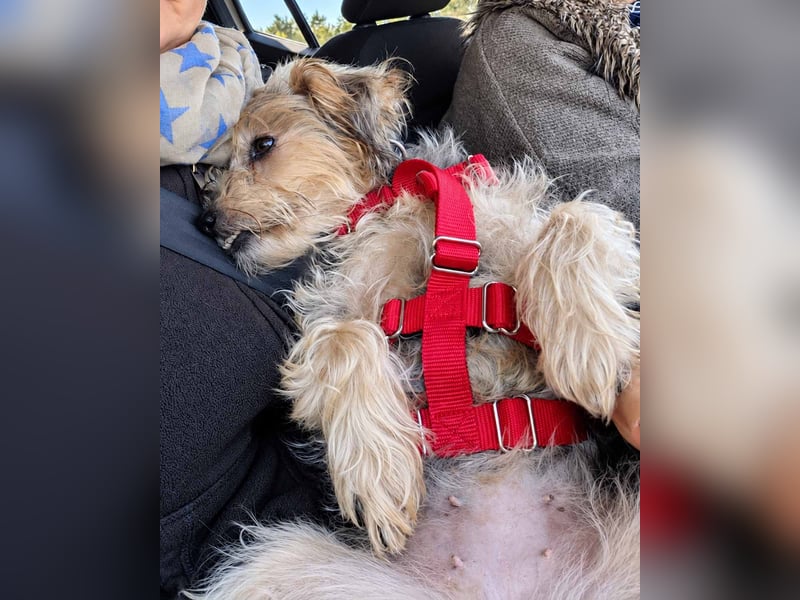 JADE ❤️ Yorkie Mix Hündin