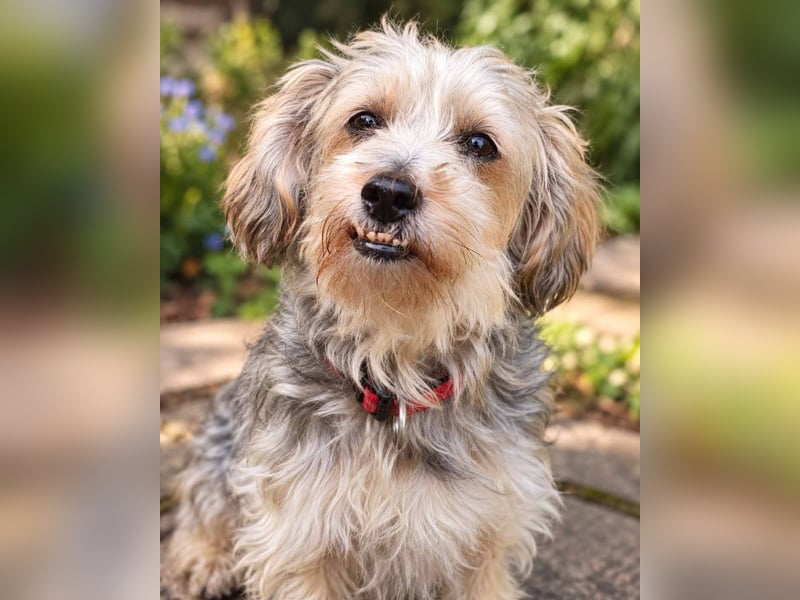 JADE ❤️ Yorkie Mix Hündin