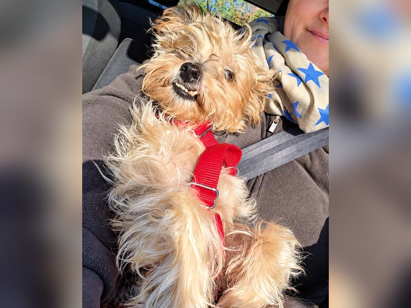 JADE ❤️ Yorkie Mix Hündin