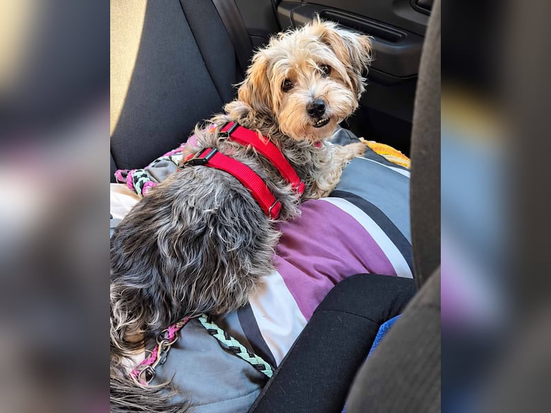 JADE ❤️ Yorkie Mix Hündin