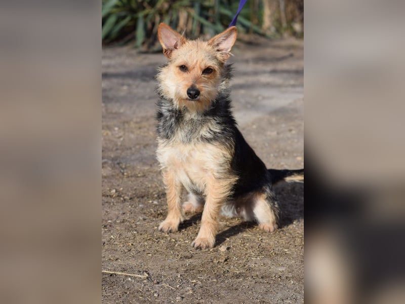 Lucia - auf PS in 45147 Essen - äußerst liebe und verschmuste Hündin