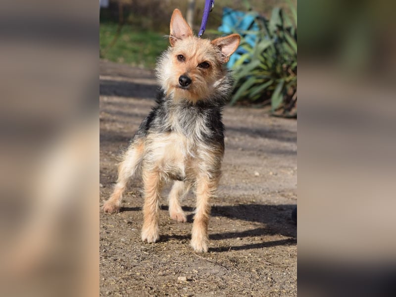 Lucia - auf PS in 45147 Essen - äußerst liebe und verschmuste Hündin