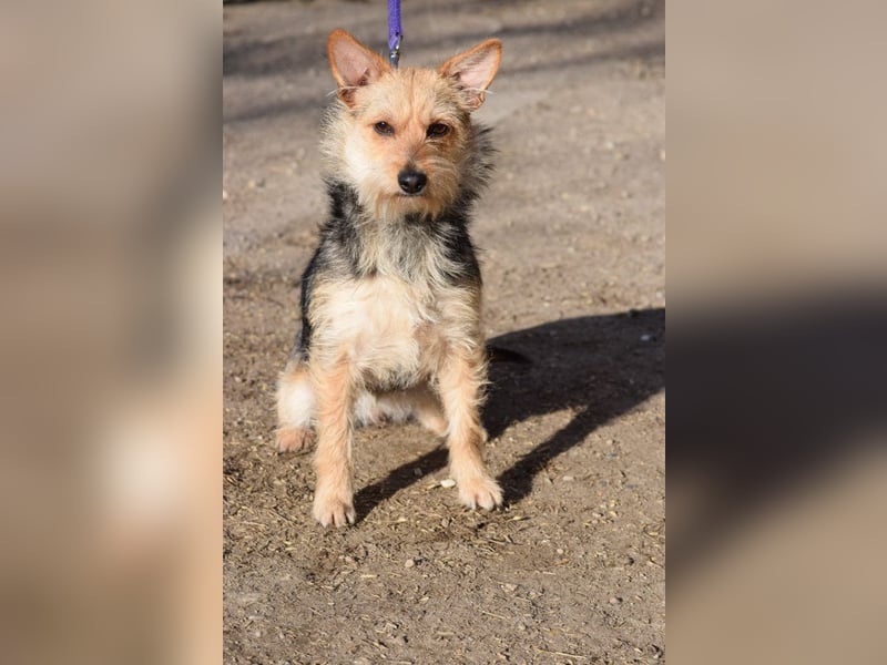 Lucia - äußerst liebe und verschmuste Hündin