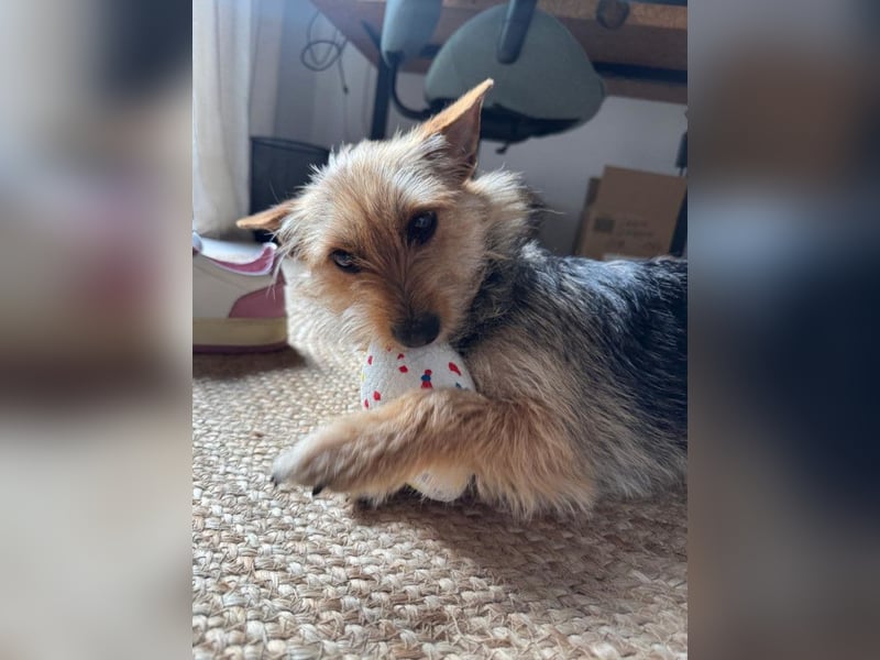 Lucia - auf PS in 45147 Essen - äußerst liebe und verschmuste Hündin