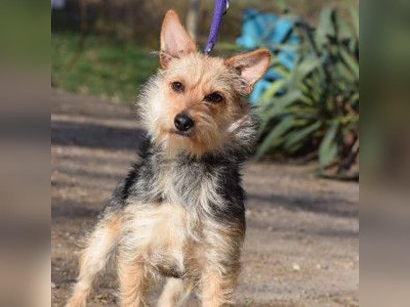 Lucia - auf PS in 45147 Essen - äußerst liebe und verschmuste Hündin