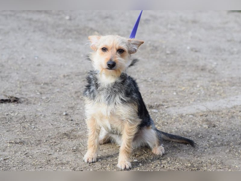 Lucia - auf PS in 45147 Essen - äußerst liebe und verschmuste Hündin