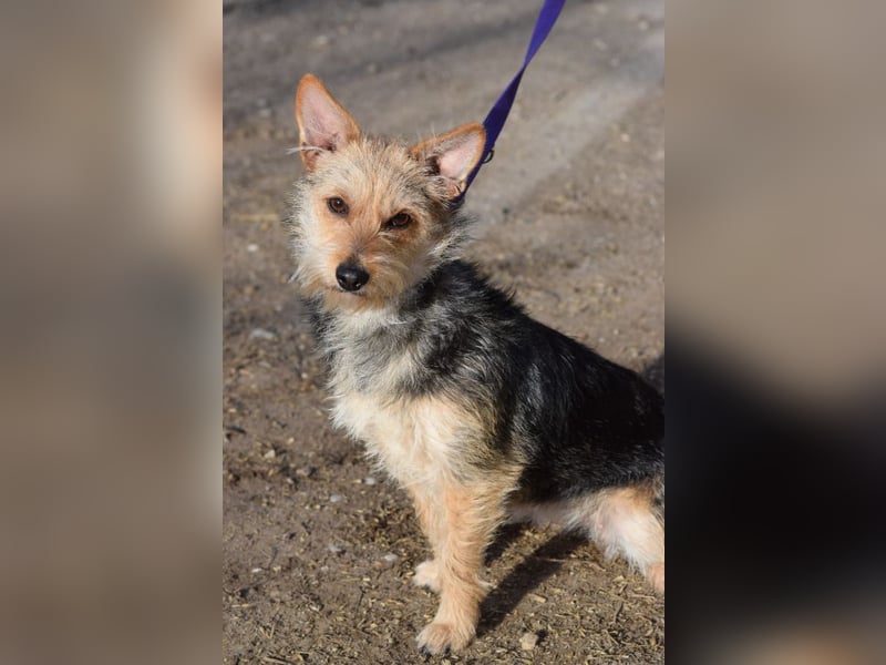 Lucia - auf PS in 45147 Essen - äußerst liebe und verschmuste Hündin