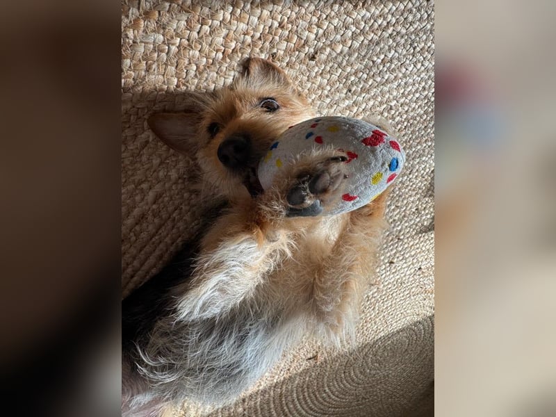 Lucia - auf PS in 45147 Essen - äußerst liebe und verschmuste Hündin