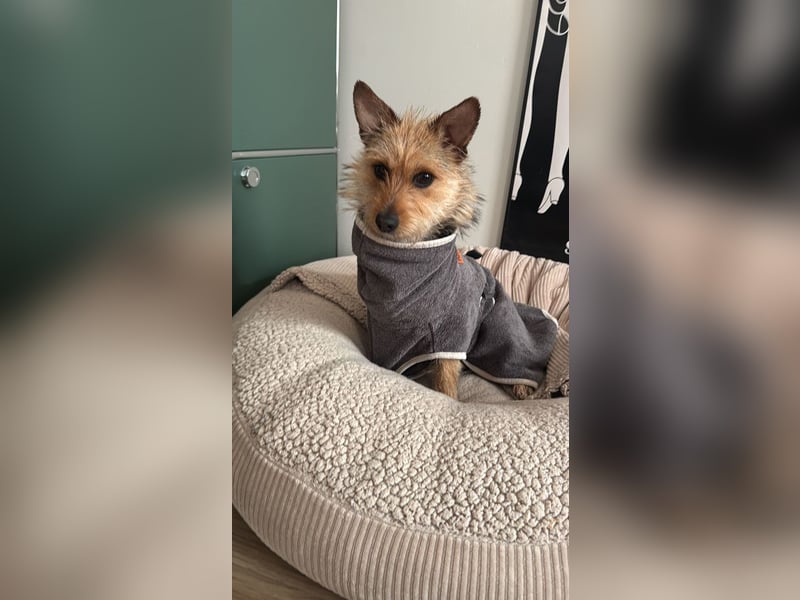 Lucia - auf PS in 45147 Essen - äußerst liebe und verschmuste Hündin