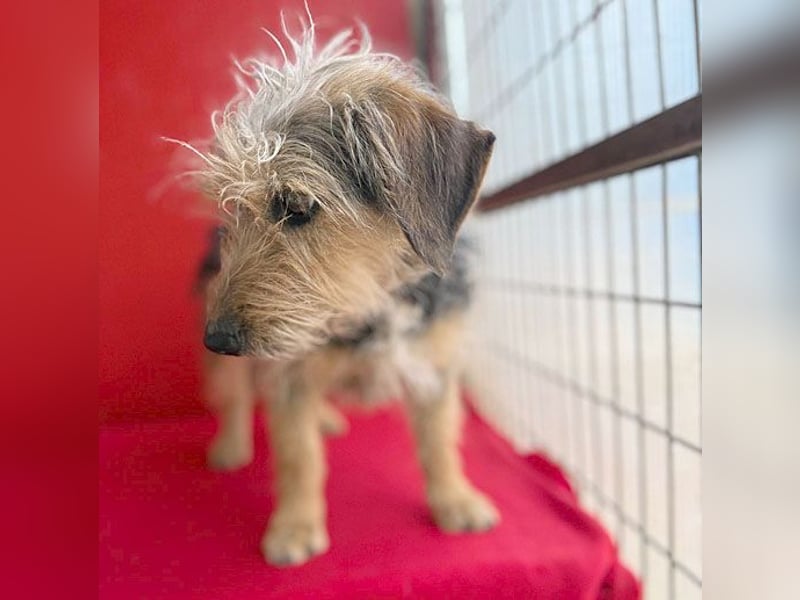 bezaubernde kleine ZOE - 2 Jahre, 35cm - Yorkshire-Mix