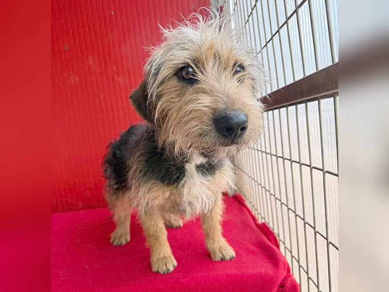 bezaubernde kleine ZOE - 2 Jahre, 35cm - Yorkshire-Mix