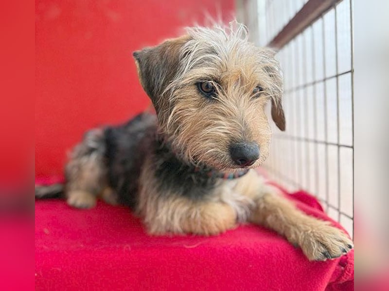 bezaubernde kleine ZOE - 2 Jahre, 35cm - Yorkshire-Mix