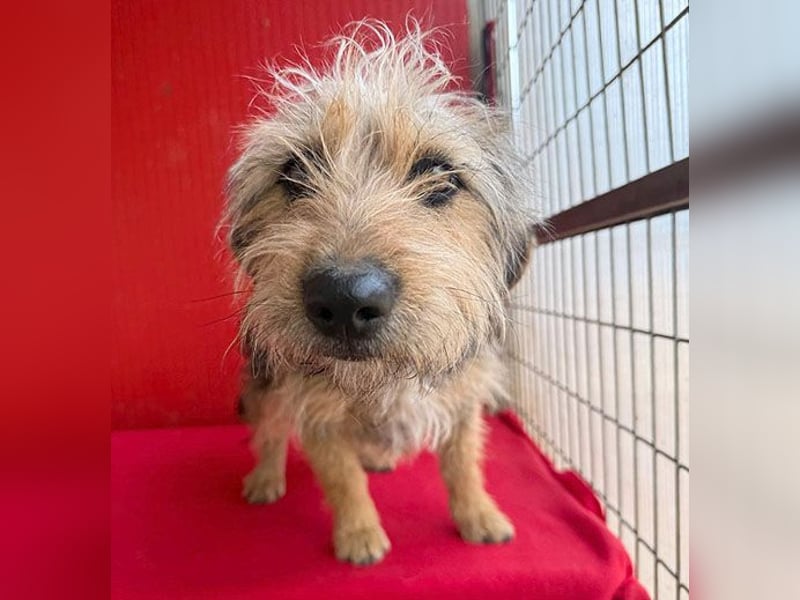 bezaubernde kleine ZOE - 2 Jahre, 35cm - Yorkshire-Mix