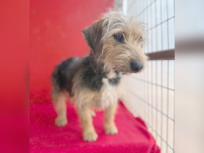 bezaubernde kleine ZOE - 2 Jahre, 35cm - Yorkshire-Mix