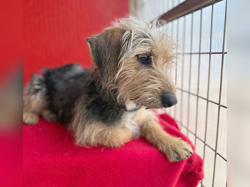 bezaubernde kleine ZOE - 2 Jahre, 35cm - Yorkshire-Mix