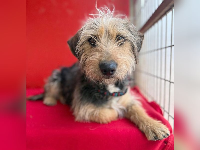 bezaubernde kleine ZOE - 2 Jahre, 35cm - Yorkshire-Mix