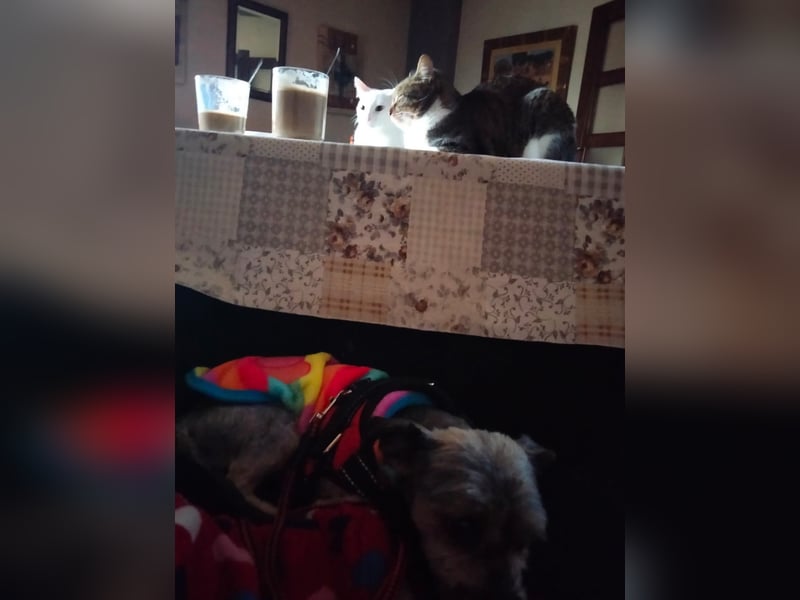 Isis, kleine, katzenverträgliche Herzenshündin mit großem Wunsch nach Geborgenheit