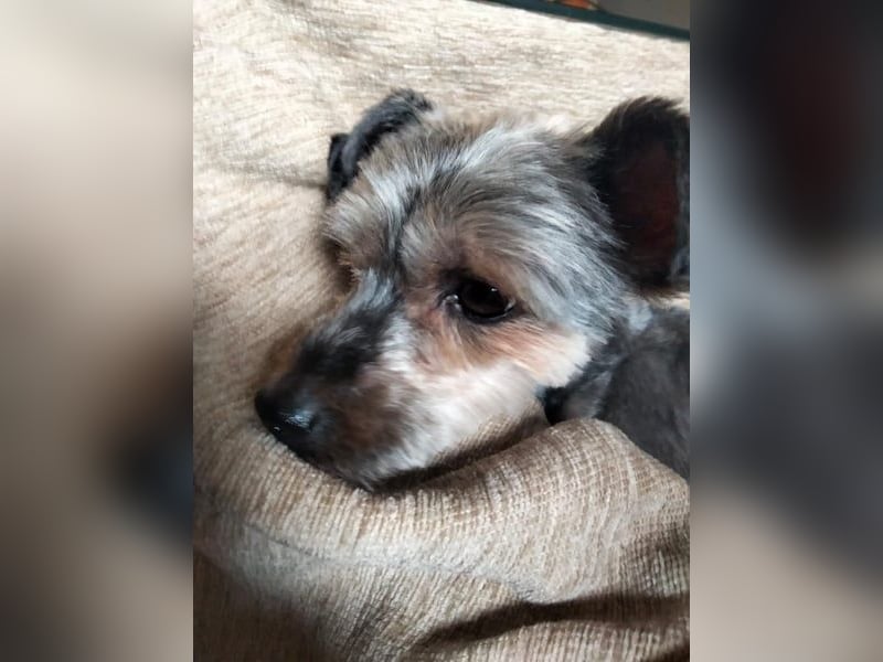 Isis - kleine, katzenverträgliche Herzenshündin mit großem Wunsch nach Geborgenheit
