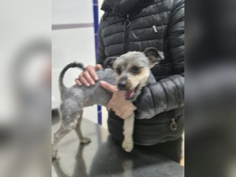 Isis , kleine, katzenverträgliche Herzenshündin mit großem Wunsch nach Geborgenheit