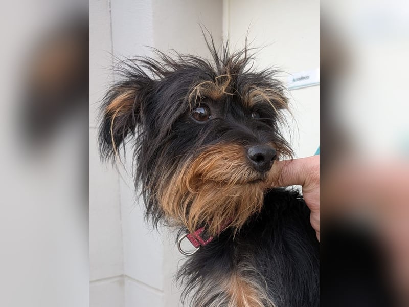 Mory - hübsche Yorkshire-Terrier-Mix-Hündin mit Sonnenschein-Charakter