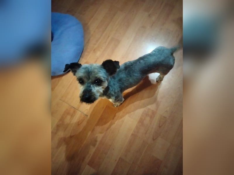 Isis, kleine, katzenverträgliche Herzenshündin mit großem Wunsch nach Geborgenheit