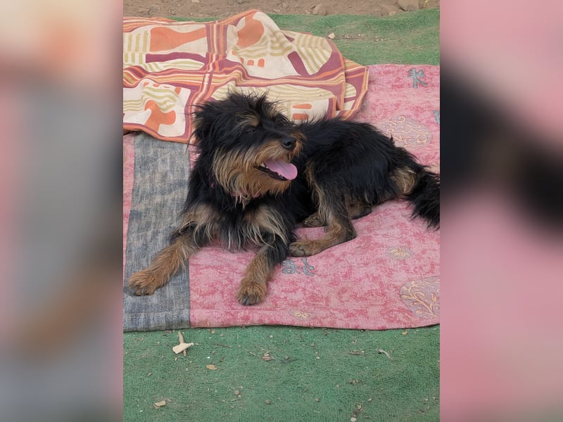 Mory - hübsche Yorkshire-Terrier-Mix-Hündin mit Sonnenschein-Charakter