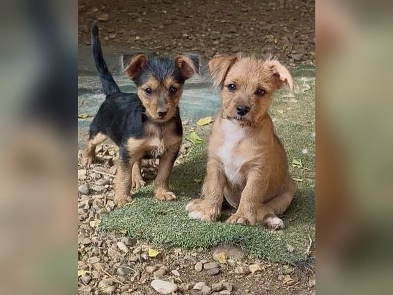 Bartolillo, möchte endlich seine Familie finden