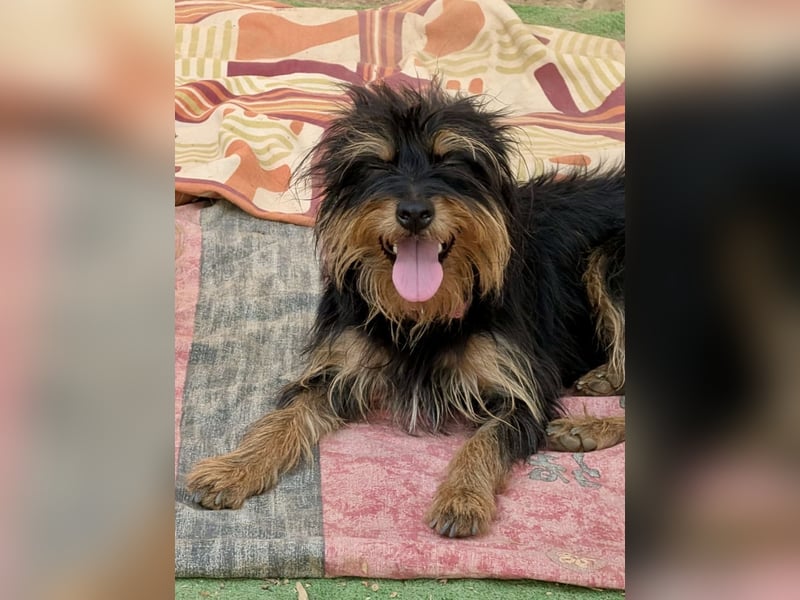 Mory - hübsche Yorkshire-Terrier-Mix-Hündin mit Sonnenschein-Charakter