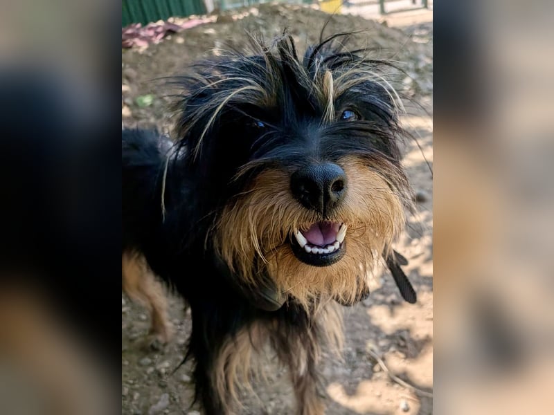 Mory - hübsche Yorkshire-Terrier-Mix-Hündin mit Sonnenschein-Charakter