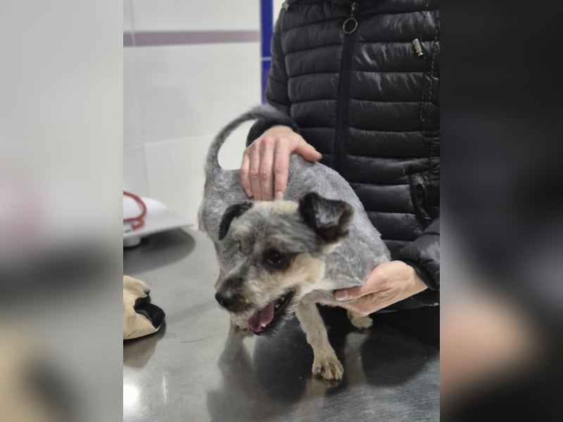 Isis, kleine, katzenverträgliche Herzenshündin mit großem Wunsch nach Geborgenheit