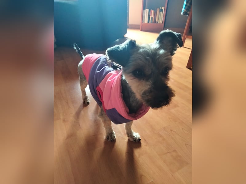 Isis, kleine, katzenverträgliche Herzenshündin mit großem Wunsch nach Geborgenheit