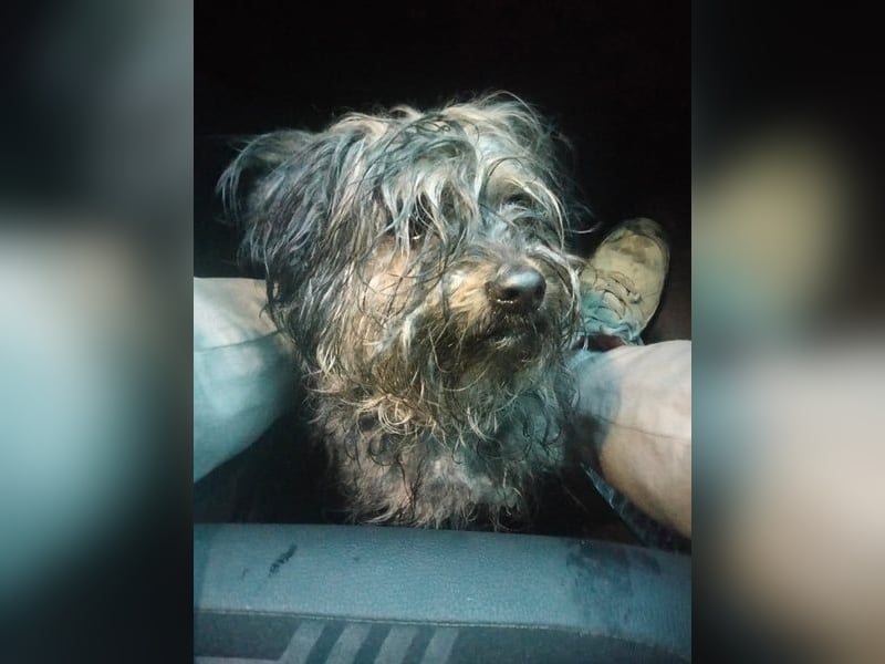 Isis - kleine, katzenverträgliche Herzenshündin mit großem Wunsch nach Geborgenheit