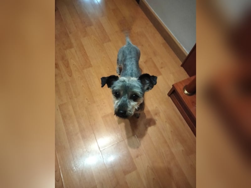 Isis, kleine, katzenverträgliche Herzenshündin mit großem Wunsch nach Geborgenheit