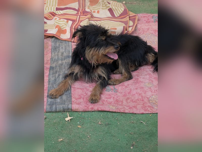 Mory - hübsche Yorkshire-Terrier-Mix-Hündin mit Sonnenschein-Charakter