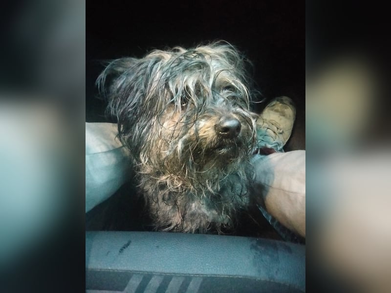 Isis, kleine, katzenverträgliche Herzenshündin mit großem Wunsch nach Geborgenheit