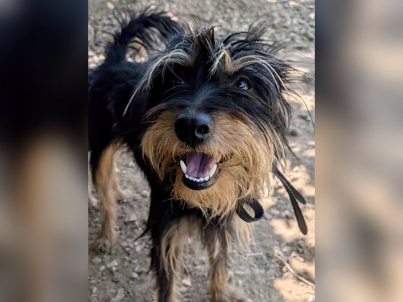 Mory - hübsche Yorkshire-Terrier-Mix-Hündin mit Sonnenschein-Charakter