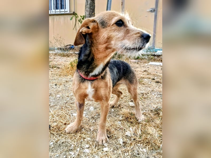 Dori ,eine kleine Frohnatur wartet auf ihr großes Glück