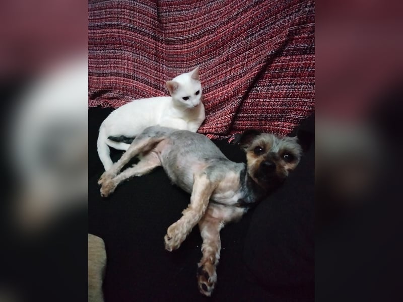 Isis , kleine, katzenverträgliche Herzenshündin mit großem Wunsch nach Geborgenheit