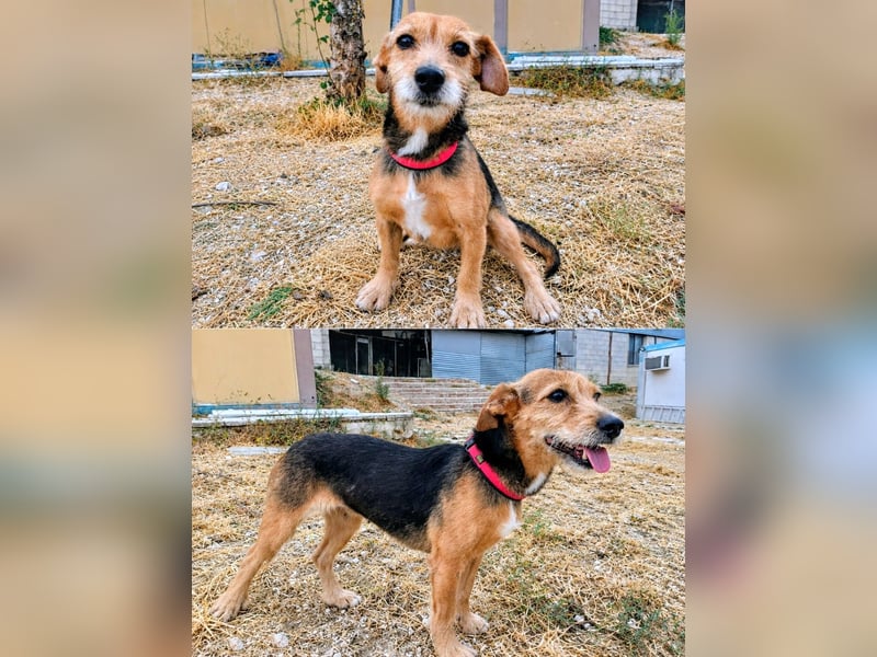 Dori ,eine kleine Frohnatur wartet auf ihr großes Glück